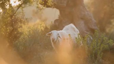 牧羊人的赞美诗 (The Shepherd Psalm) - 圣山影视网