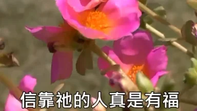 野地的花 - 圣山影视网